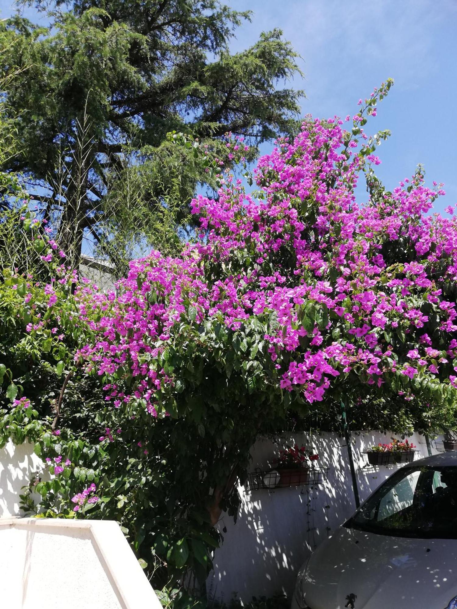 Apartments Poretti For 2,In Center Parking Free In The Yard,6 Min Beach Walk Rovigno Esterno foto