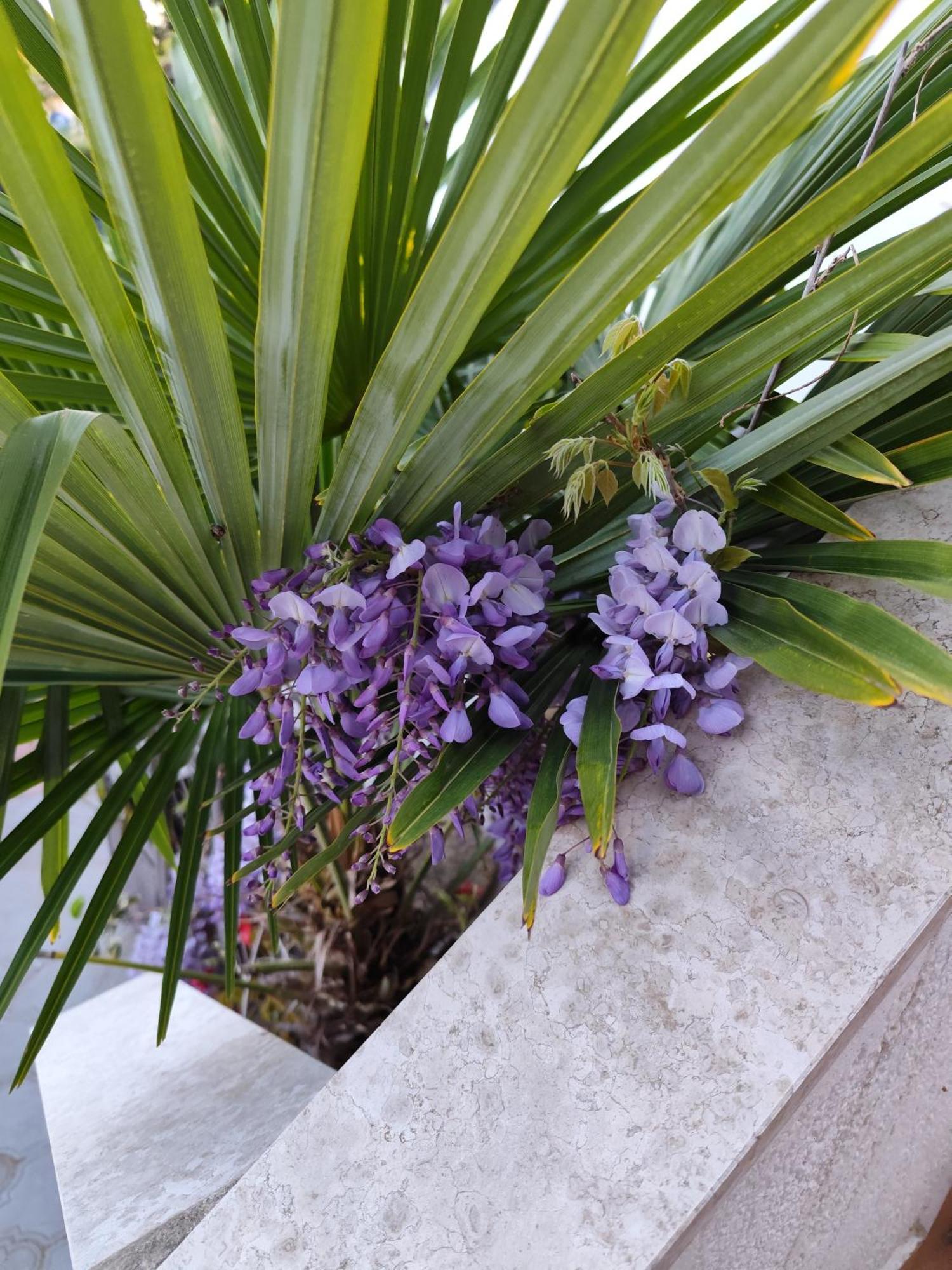 Apartments Poretti For 2,In Center Parking Free In The Yard,6 Min Beach Walk Rovigno Esterno foto