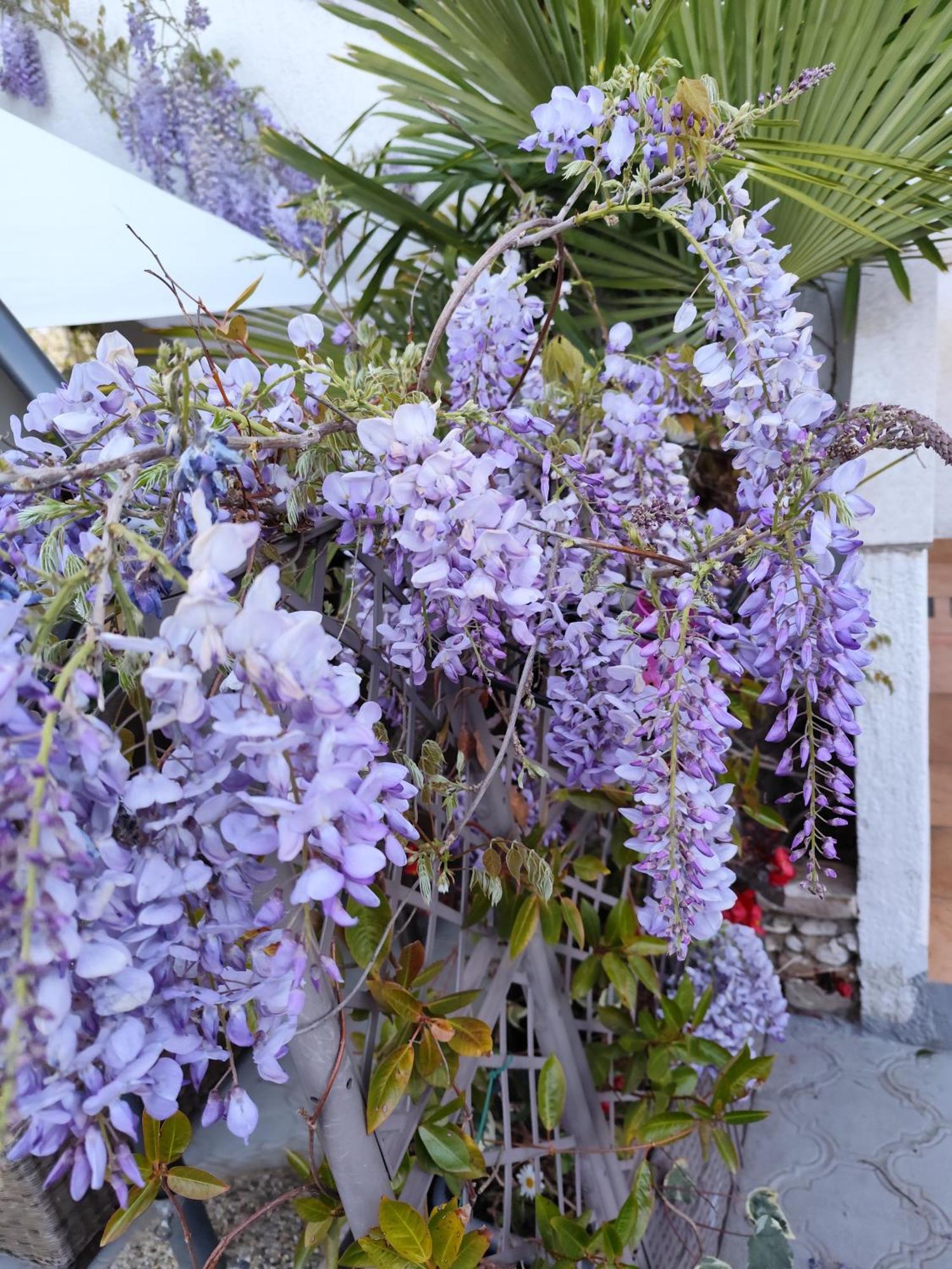 Apartments Poretti For 2,In Center Parking Free In The Yard,6 Min Beach Walk Rovigno Esterno foto